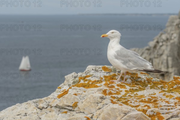 Herring gull (Larus argentatus) resting on a rock. Camaret, crozon, finistere, brittany, France,
