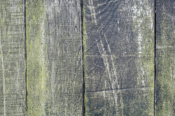 Board wall, wooden wall with verdigris, texture, background, Münsterland, North Rhine-Westphalia,