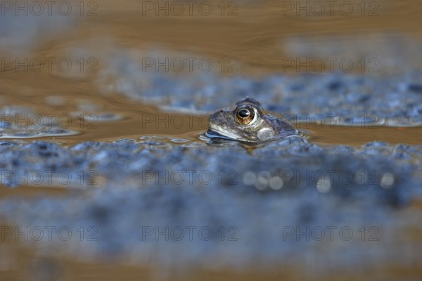 Grass frog (Rana temporaria), single male, in spawning water, in frog spawn, during mating season,