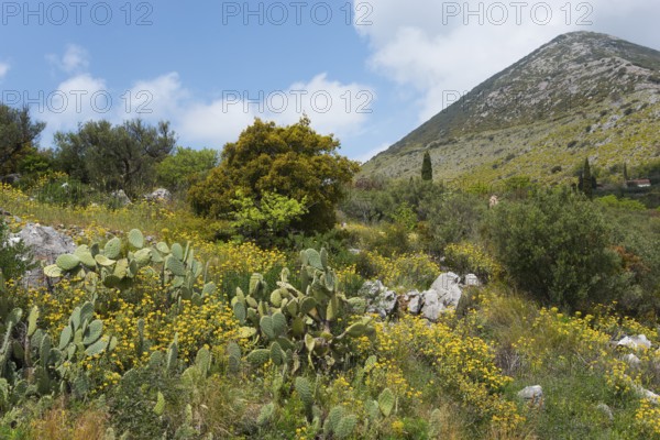 A natural landscape with a mountain in the background, surrounded by meadows and cacti under a blue