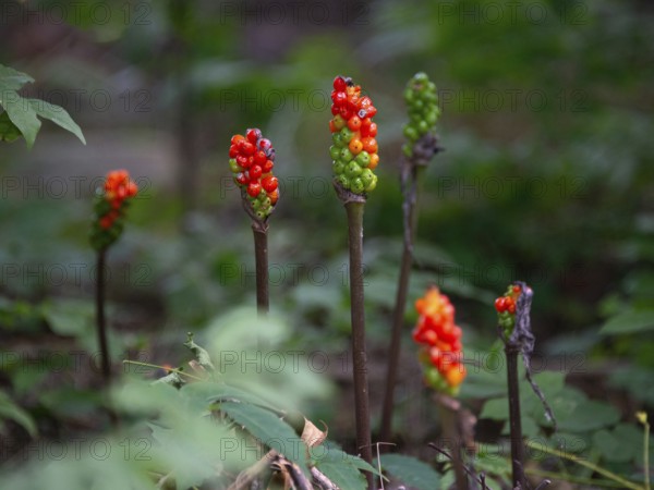 Fruit clusters of the arum (Arum) with ripe and unripe fruits, seen in a nature reserve in Buenos