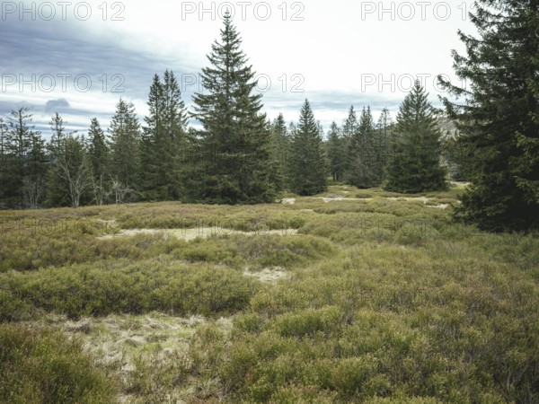 Schachten between Heugstatt and Gentiana bavarica, Bavarian Forest, Bavaria, Germany, Europe
