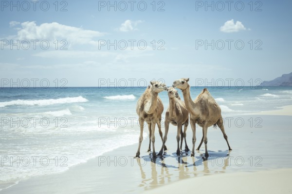 Dromedaries (camelus dromedarius) on the beach of the Indian Ocean, Dalkut, Dhofar, Oman, Asia