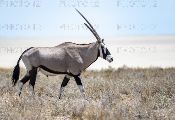 Gemsbok (Oryx gazella) in dry savannah at the Etosha salt pan, Etosha National Park, Namibia,