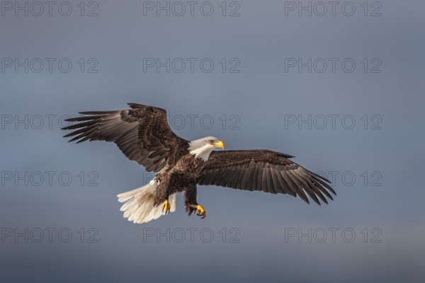 Bald eagle, Haliaeetus leucocephalus, flying, adult, winter, Homer, Alaska, USA, North America