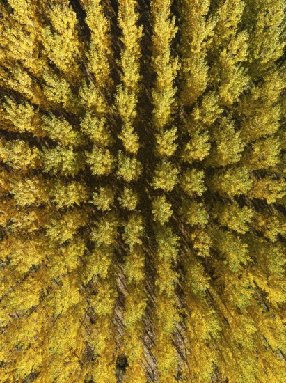 European Aspen (Populus tremula) in autumnal colours. Cultivated for timber. Aerial view. Drone