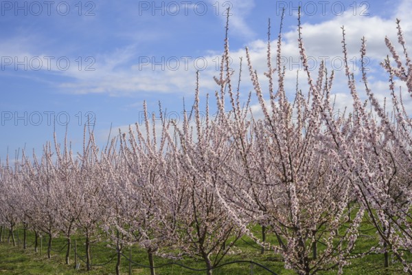 Peach trees in bloom, Paudorf, Lower Austria, Austria, Europe