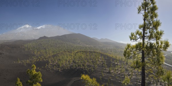 Canary Island pines (Pinus canariensis), Mirador de Chio, Teide National Park, Tenerife, Canary