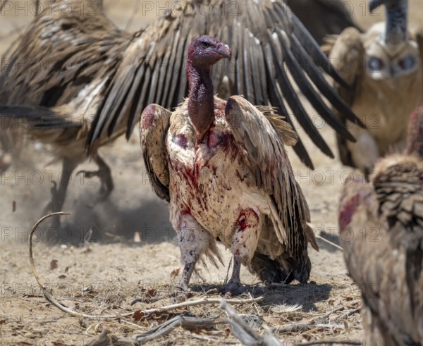 White-backed vulture (Gyps africanus) with bloody head, carcass of a dead plains zebra (Equus