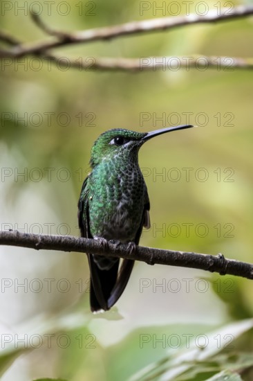 Green-crowned brilliant (Heliodoxa jacula) sitting on a branch, Monteverde Cloud Forest, Monte