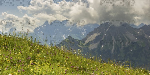 Summer in the Allgäu, mountain panorama over a lush blooming mountain flower meadow on the Fellhorn