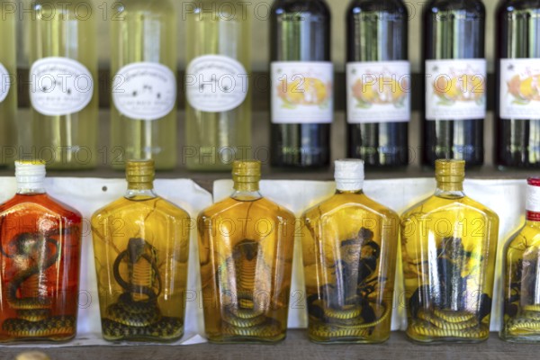 Choum, rice liquor, rice wine with pickled scorpions and Snakes for sale, Laos, Asia