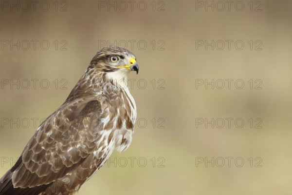 Steppe buzzard (buteo buteo), light-coloured variant, light morph, side view, animal portrait,