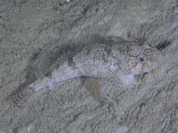A well-camouflaged european bullhead (Cottus Gobio), bullhead, dolm, lies on the sandy bottom. Dive