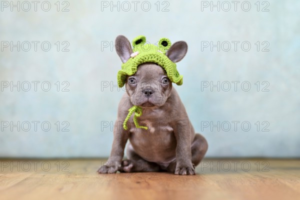 Funny young Lilac Brindle French Bulldog dog puppy with knitted frog hat sitting in front of blue