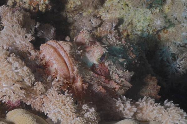 Fringed scorpionfish (Scorpaenopsis oxycephala), dive site Sataya Reef, Red Sea, Egypt, Africa