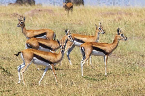 Group of Thomson's gazelle (Eudorcas thomsonii) on the savanna in Africa, Maasai Mara National