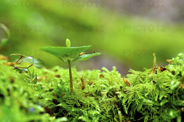 Seedling of copper beech (Fagus silvatica), natural forest regeneration, Lower Rhine, North