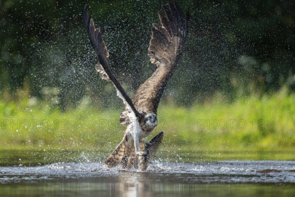 Western osprey (Pandion haliaetus) hunting, Aviemore, Scotland, Great Britain