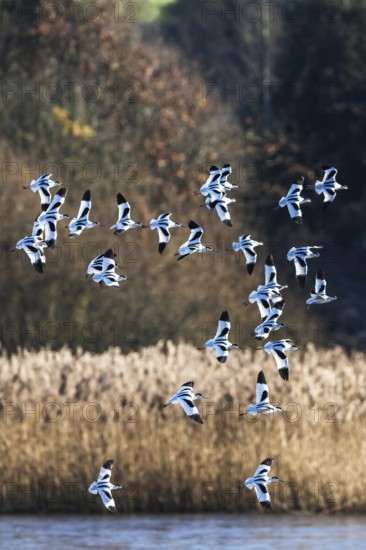 Pied Avocet, Recurvirostra avosetta, birds in flight over marshes at sunrise