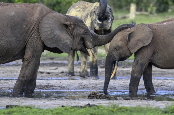 African forest elephants (Loxodonta cyclotis) in the Dzanga Bai forest clearing, Dzanga-Ndoki