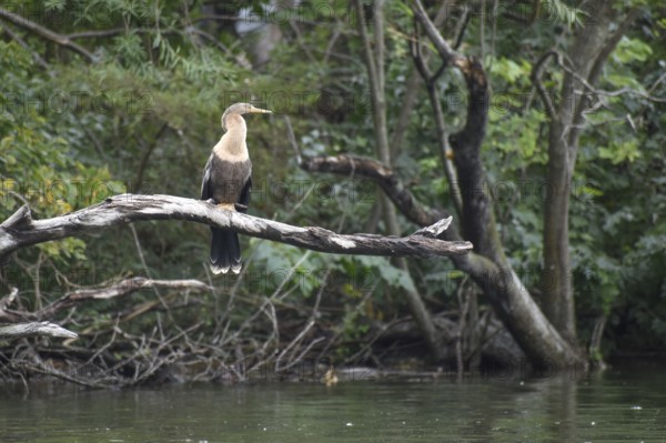 American Darter (Anhinga anhinga) in its natural habitat in the wild, Buenos Aires, Argentina,