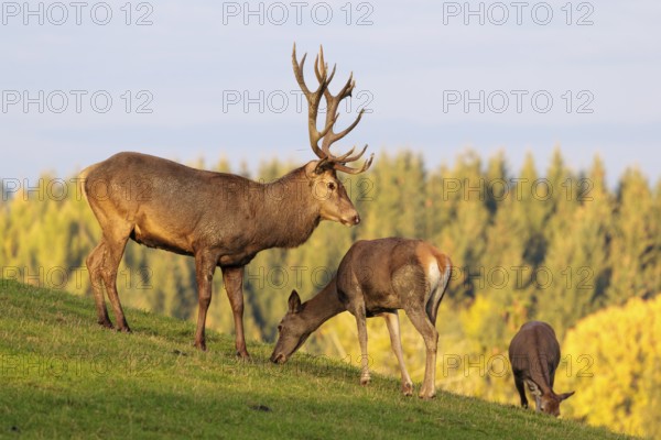 A red deer stag (Cervus elaphus) runs across a meadow in the beautiful morning light, down a hill