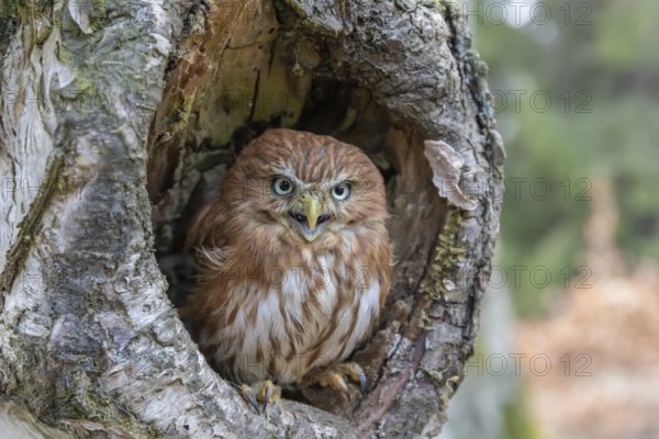 One East Brazilian pygmy owl (Glaucidium minutissimum), also known as least pygmy-owl or Sick's