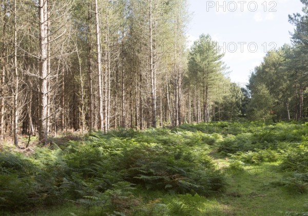 Coniferous pine trees in forestry plantation, Rendlesham Forest, Suffolk, England, UK