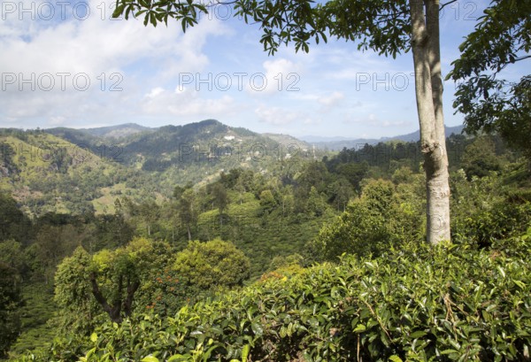Lush green landscape looking over a tea plantation at Ella, Badulla District, Uva Province, Sri
