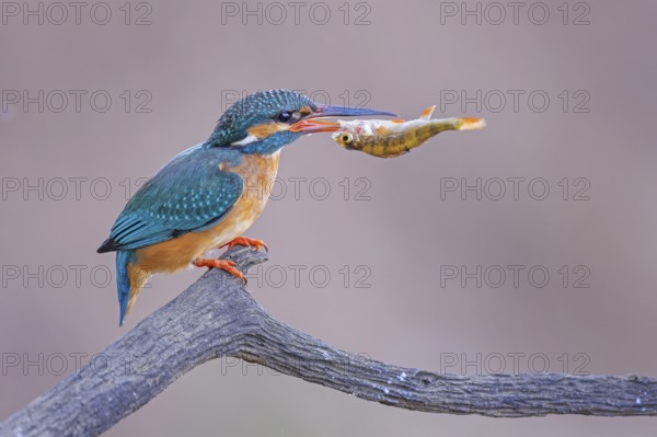 Common kingfisher (Alcedo atthis) Indicator of clean watercourses, mating feeding, female with