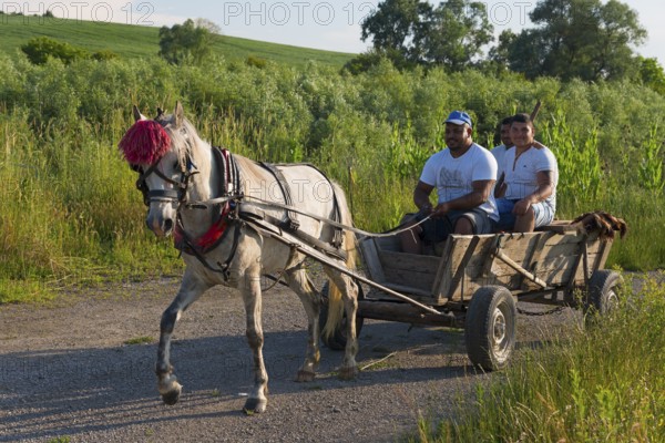 Three men travelling in a horse-drawn carriage along a path next to a field, Golyamo Novo,