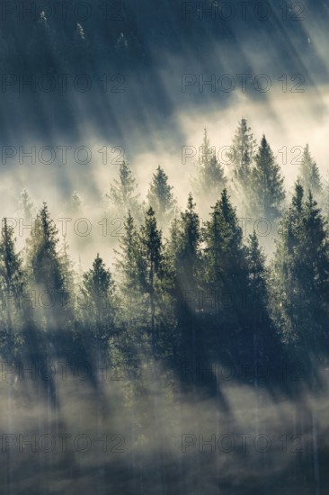 Fog and forest in Oberägeri in the canton of Zug, Switzerland, Europe