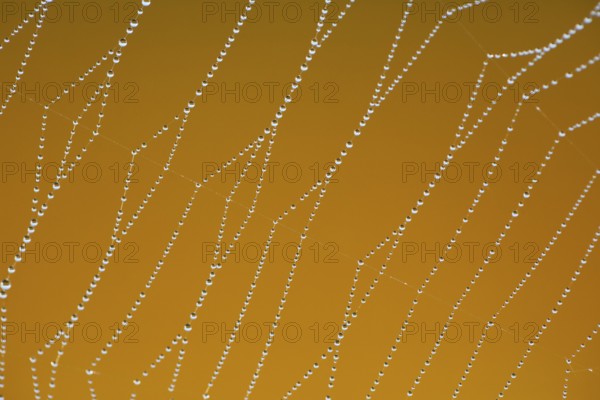Dewdrops on a spider's web, Switzerland, Europe