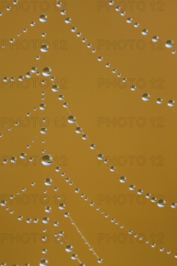 Dewdrops on a spider's web, Switzerland, Europe