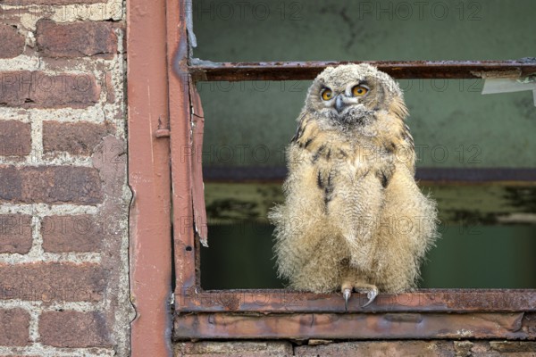 Eurasian eagle-owl (Bubo bubo), fledged young bird, in an old window frame, industrial building,