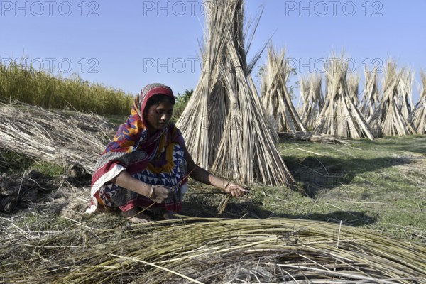 Farmer extracts jute fibre from retted Jute Stem at Jania village in Barpeta district, some 150 kms