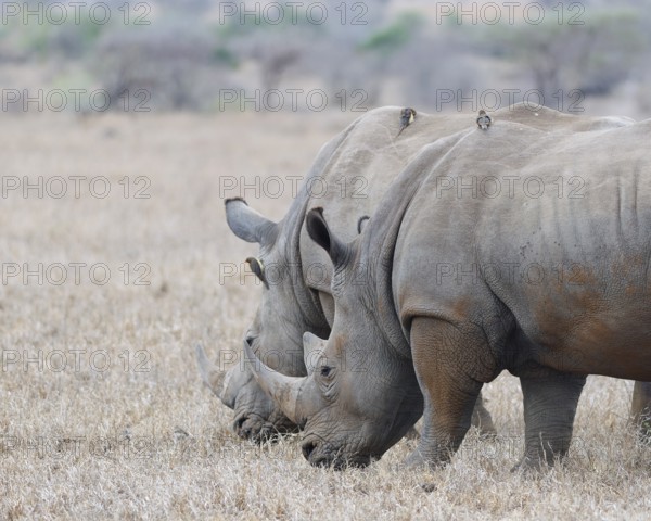 Southern white rhinoceroses (Ceratotherium simum simum), two adult males feeding on dry grass, with