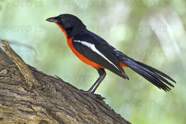 Red-bellied shrike (Laniarius atrococcienus) Kalahari South Africa