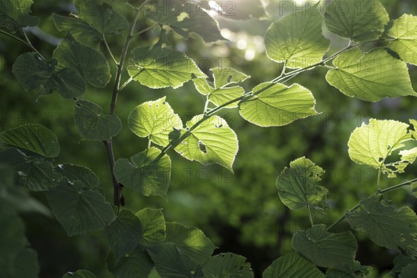 Linden tree (Tilia), leaves, branch, green, sunlight, The leaves of the lime tree are illuminated