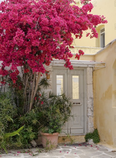 House entrance with bougainvillea or triplet flower (bougainvillea), Parikia, Paros, Klyklades,