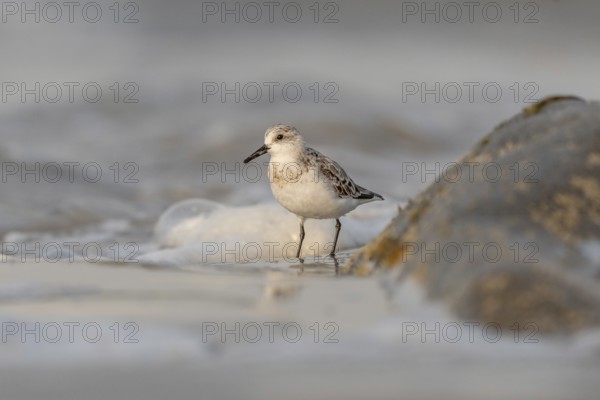 Sanderling (Calidris alba) feeding on a beach. Camaret sur mer, Crozon, Finistere, Brittany,