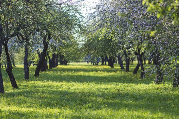 Blooming apple trees in spring park