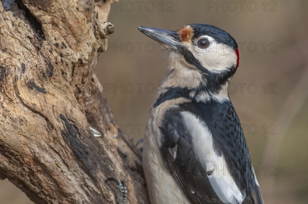 Great Spotted Woodpecker (Dendrocopos major) on a branch in the forest. Bas-Rhin, Alsace, Grand