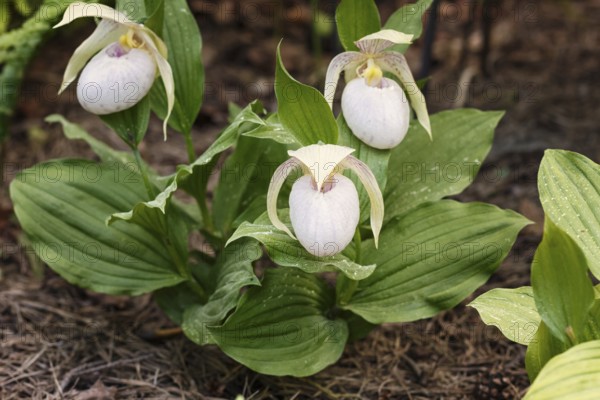 Beautiful orchids of different colors on green background in the garden. Lady's-slipper hybrids.
