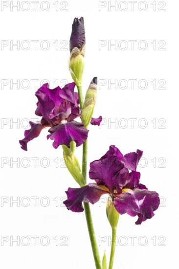 Beautiful multicolored iris flower isolated in white. Close up