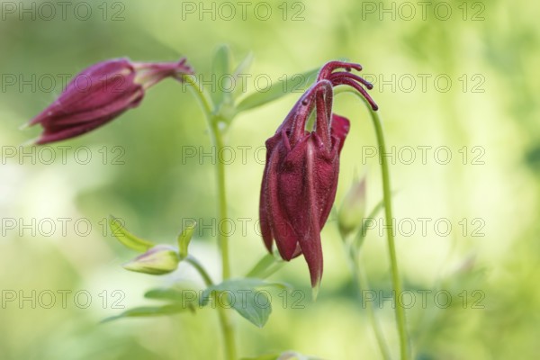 Purple aquilegia (columbine) flower on a green blurred background. Closeup