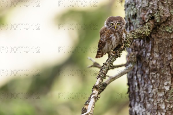 Pygmy owl (Glaucidium passerinum), Luce, Mountain area, Luce, Styria, Slovenia, Europe