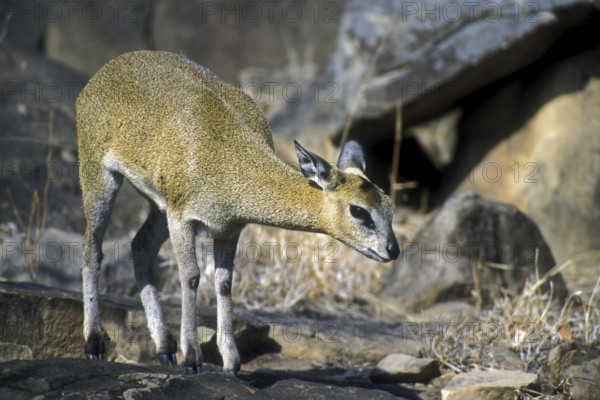 Klipspringer antelope (Oreotragus oreotragus) foraging amongst rocks of koppie, Kruger National