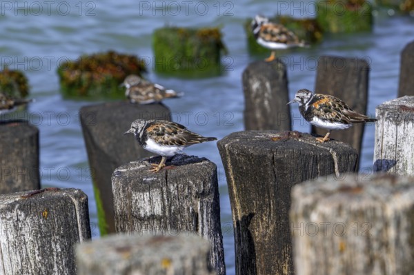 Ruddy turnstones (Arenaria interpres) in breeding plumage resting on wooden breakwater used as high
